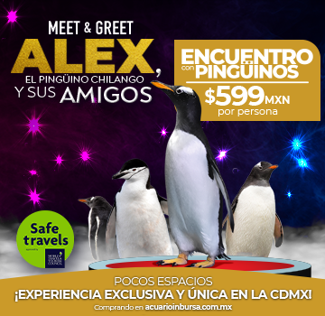 Encuentro con pingüinos